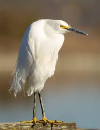 Image result for Egretta thula