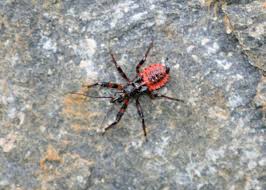 Attēlu rezultāti vaicājumam “Rhynocoris annulatus”