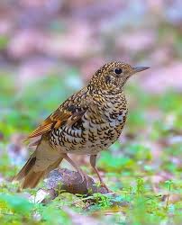 Image result for Zoothera dauma