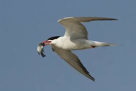 Attēlu rezultāti vaicājumam “Sterna hirundo”