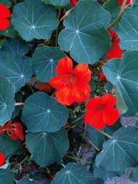Image result for Tropaeolum minus