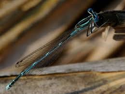 Attēlu rezultāti vaicājumam “Platycnemis pennipes male”