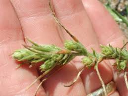 Attēlu rezultāti vaicājumam “Corispermum hyssopifolium”