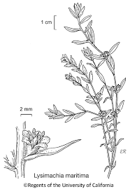 Attēlu rezultāti vaicājumam “Glaux maritima leaf”