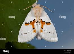 Attēlu rezultāti vaicājumam “Leucodonta bicoloria”