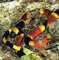 Venomous Snakes