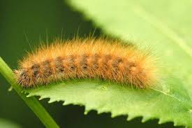 Attēlu rezultāti vaicājumam “Diaphora mendica”