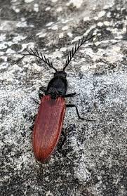 Attēlu rezultāti vaicājumam “Anostirus castaneus”