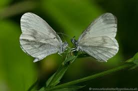 Attēlu rezultāti vaicājumam “Leptidea sinapis”