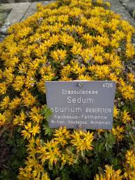 Attēlu rezultāti vaicājumam “Phedimus spurius flower”