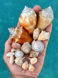 Image result for Cinctura hunteria