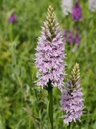 Attēlu rezultāti vaicājumam “Dactylorhiza fuchsii flower”