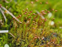 Attēlu rezultāti vaicājumam “Dicranella varia”