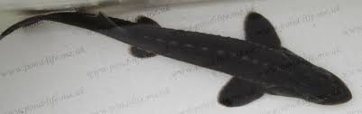 Image result for Acipenser transmontanus