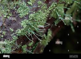 Attēlu rezultāti vaicājumam “Chaenotheca furfuracea”