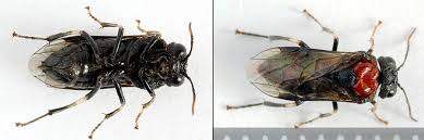 Attēlu rezultāti vaicājumam “Eriocampa ovata”