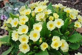 Attēlu rezultāti vaicājumam “Primula”
