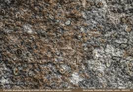 Attēlu rezultāti vaicājumam “Opegrapha atra”