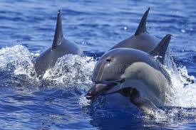 Image result for Delphinus delphis