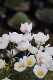 Attēlu rezultāti vaicājumam “Anemone sylvestris”