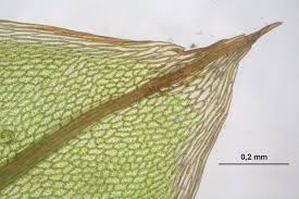 Attēlu rezultāti vaicājumam “Bryum pseudotriquetrum”