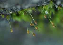 Attēlu rezultāti vaicājumam “Blepharostoma trichophyllum sporophyte”