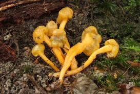 Attēlu rezultāti vaicājumam “Leotia lubrica”