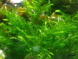 Attēlu rezultāti vaicājumam “Blepharostoma trichophyllum”