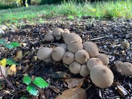 Attēlu rezultāti vaicājumam “Lycoperdon pyriforme young”
