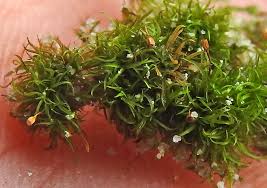 Attēlu rezultāti vaicājumam “Rhabdoweisia fugax”