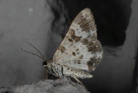 Attēlu rezultāti vaicājumam “Epirrhoe tristata imago”