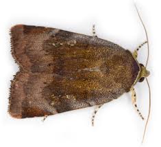 Attēlu rezultāti vaicājumam “Euphydrias aurinia underside”