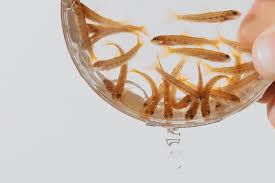 Image result for Yngelfoder