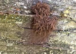 Attēlu rezultāti vaicājumam “Stemonitis marjana”