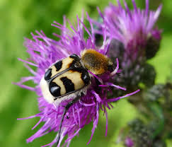 Attēlu rezultāti vaicājumam “Trichius fasciatus”