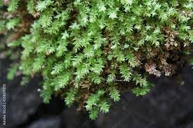 Attēlu rezultāti vaicājumam “Mnium stellare”