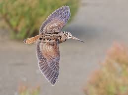 Attēlu rezultāti vaicājumam “Scolopax rusticola nest”