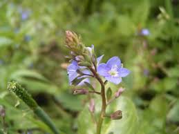 Attēlu rezultāti vaicājumam “Veronica beccabunga bud”