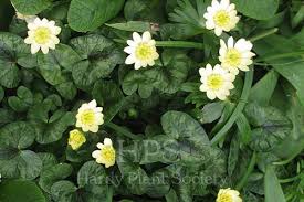 Attēlu rezultāti vaicājumam “Ficaria verna”