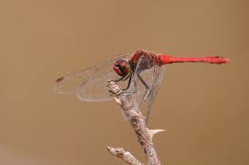 Attēlu rezultāti vaicājumam “Sympetrum sanguineum male”