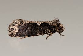 Attēlu rezultāti vaicājumam “Scardia boletella”