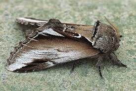 Attēlu rezultāti vaicājumam “Pheosia gnoma male”