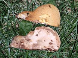 Attēlu rezultāti vaicājumam “Buglossoporus quercinus”