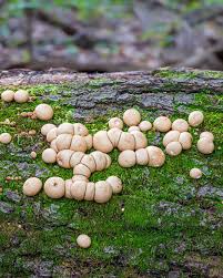 Attēlu rezultāti vaicājumam “Lycoperdon perlatum”