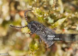 Attēlu rezultāti vaicājumam “Phosphaenus hemipterus male”