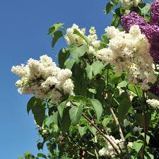 Image result for flieder