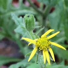 Attēlu rezultāti vaicājumam “Senecio viscosus flower”