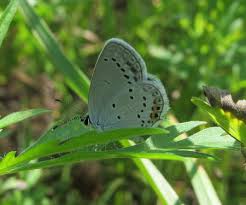 Attēlu rezultāti vaicājumam “Everes argiades underside”