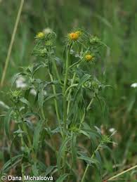 Attēlu rezultāti vaicājumam “Inula britannica bud”