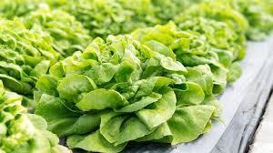 Image result for Kopfsalat
